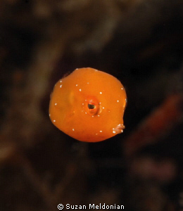 This is the smallest juvenile trunkfish I've encountered ... by Suzan Meldonian 